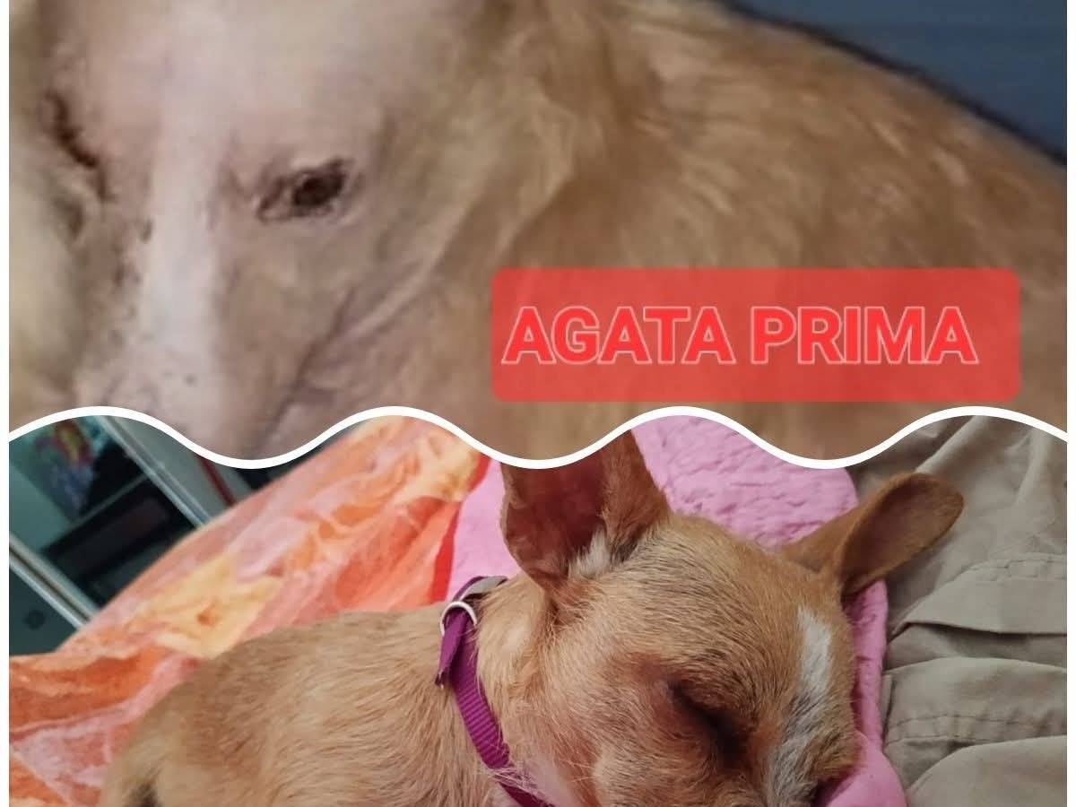 Adotta un cane, taglia piccola, femmina, Latina