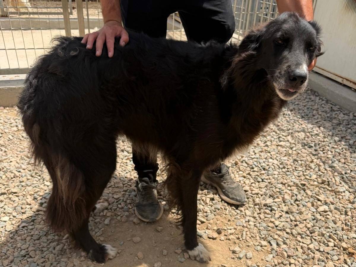 Adozione cane, maschio, Razza sconosciuta Razza sconosciuta, 3 anni e 6 mesi, taglia grande, Sassari