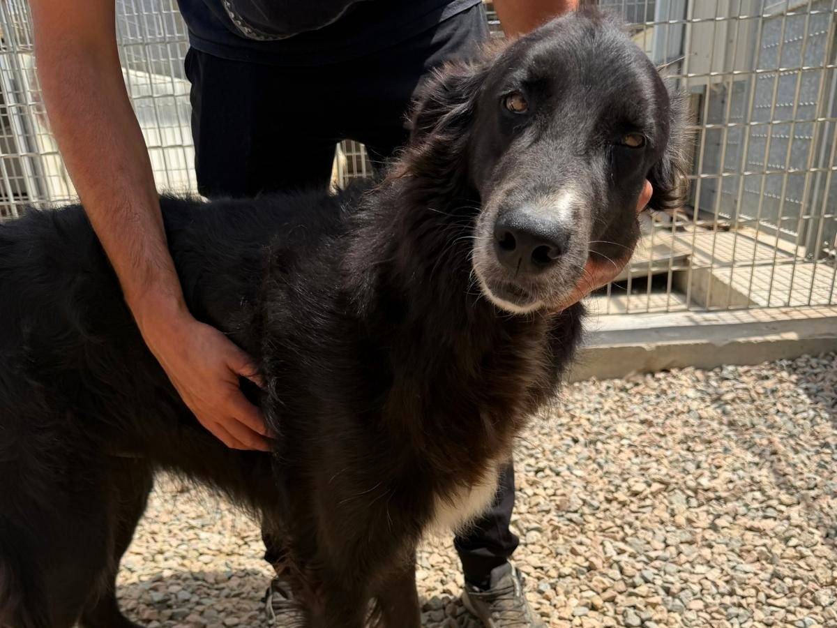 Adotta un cane, maschio, 3 anni e 6 mesi, Sassari