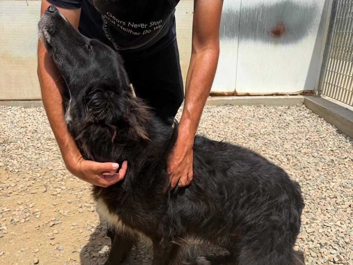 Adotta un cane, taglia grande, maschio, Sassari