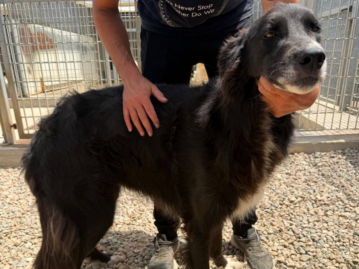 Vuoi adottare un cane a Sassari?