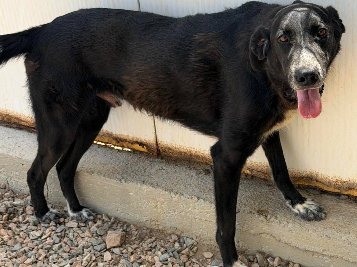 Adozione cane, maschio, Razza sconosciuta Razza sconosciuta, 3 anni e 6 mesi, taglia grande, Sassari