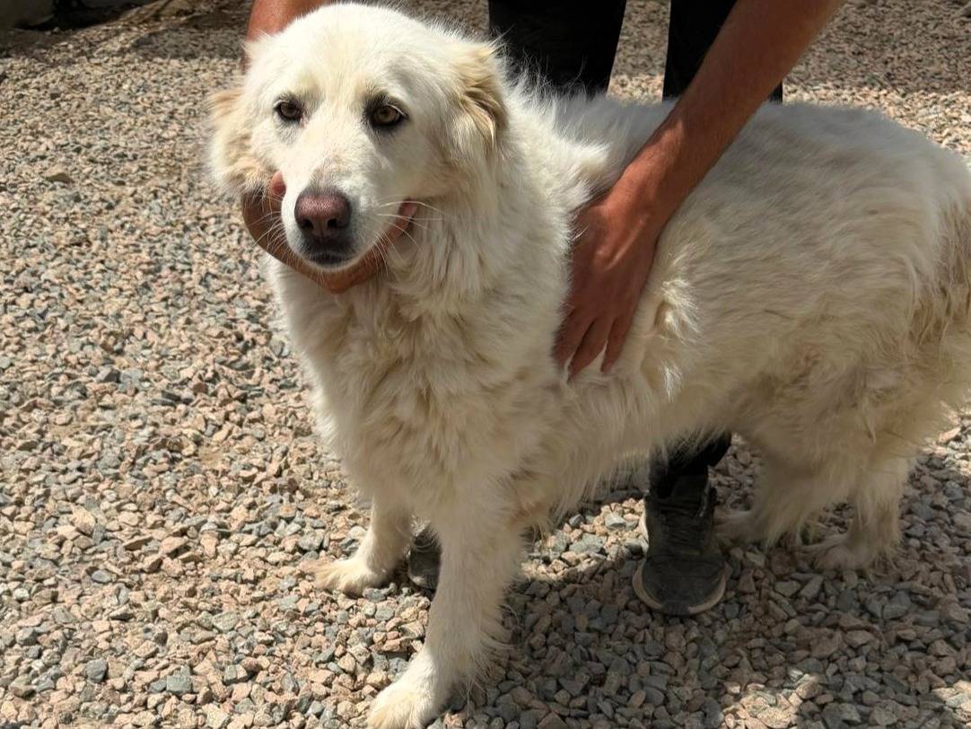 Adotta un cane, femmina, 6 anni e 8 mesi, Sassari