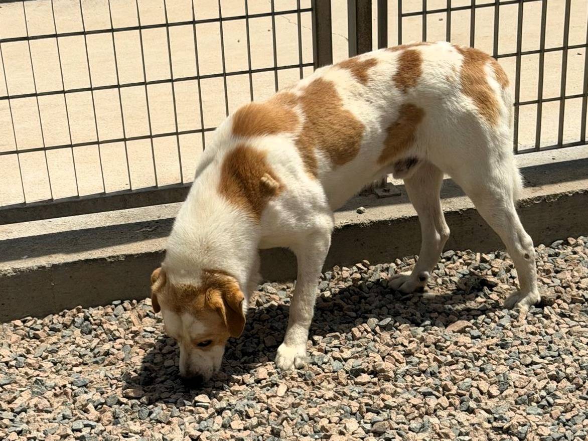Adotta un cane, maschio, 4 anni e 11 mesi, Sassari