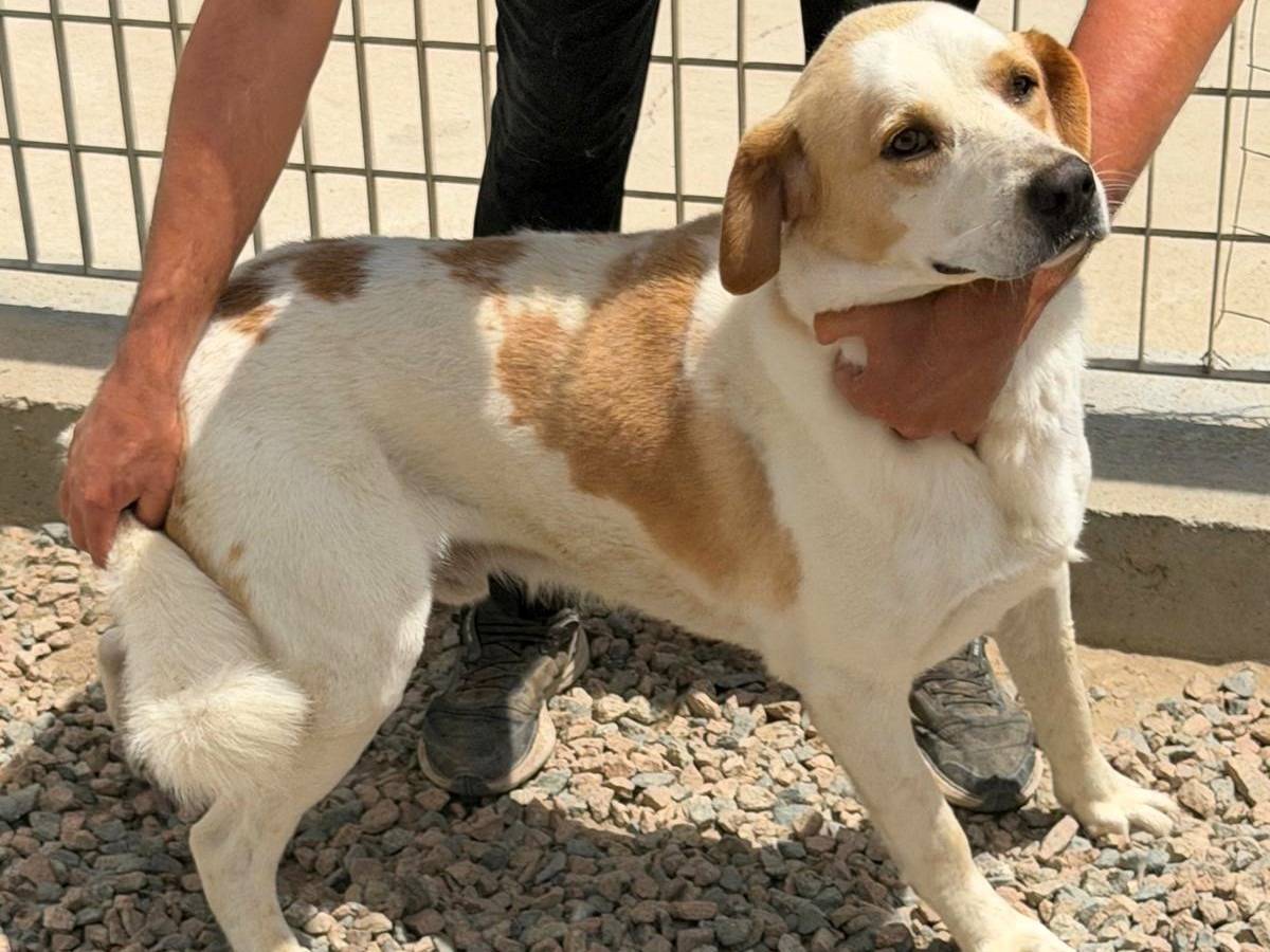 Adotta un cane, taglia media, maschio, Sassari
