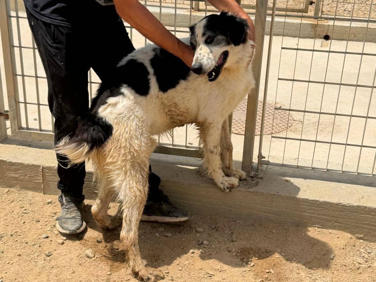 Adotta un cane, maschio, 2 anni e 7 mesi, Sassari