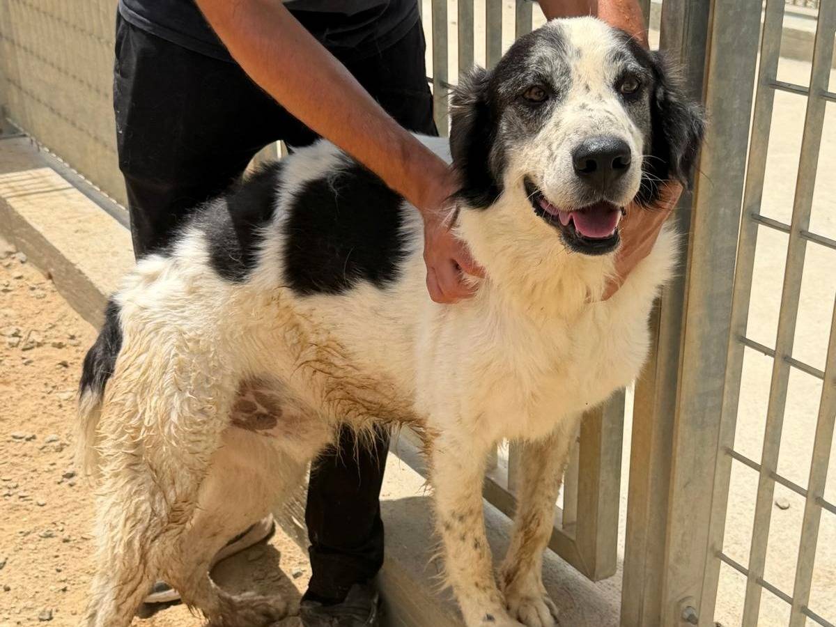 Adozione cane, maschio, Razza sconosciuta Razza sconosciuta, 2 anni e 7 mesi, taglia grande, Sassari