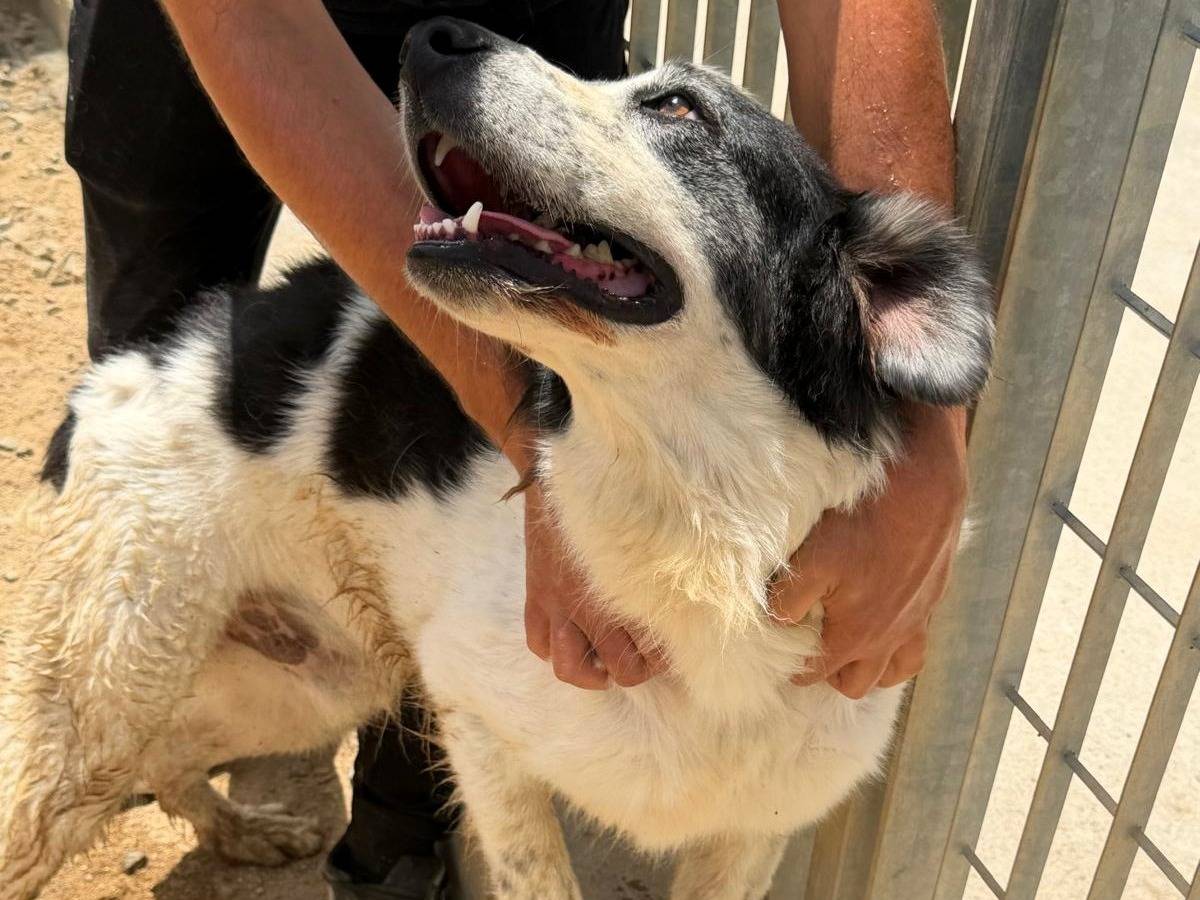Adotta un cane, taglia grande, maschio, Sassari