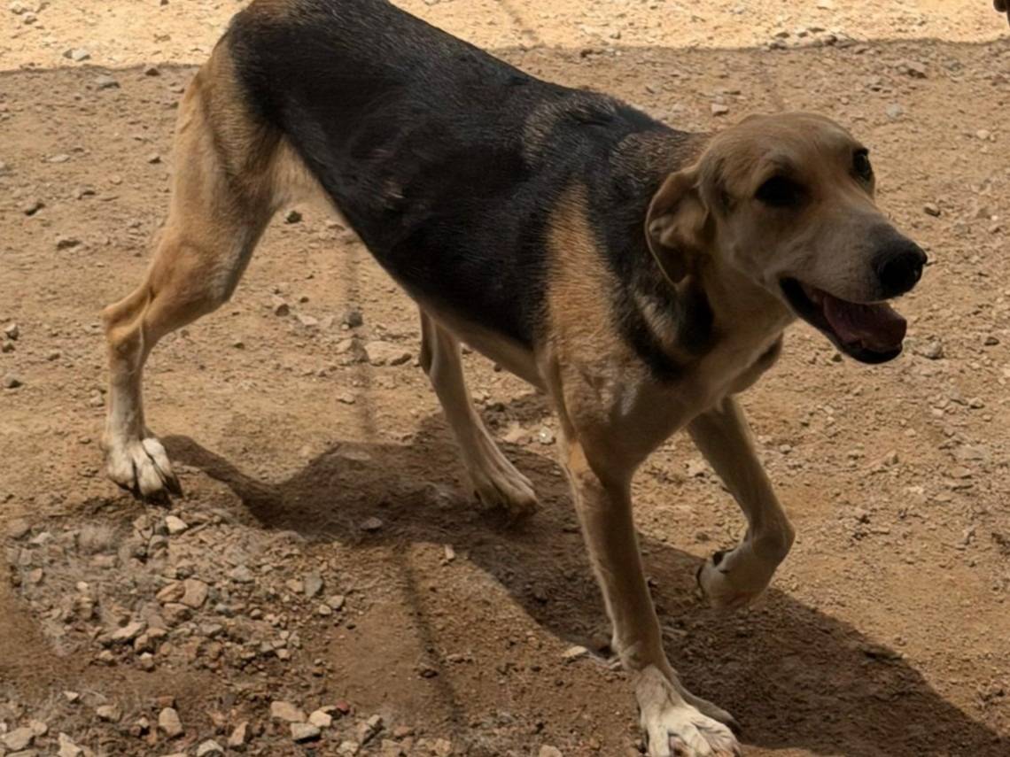 Adotta un cane, femmina, 2 anni e 6 mesi, Sassari