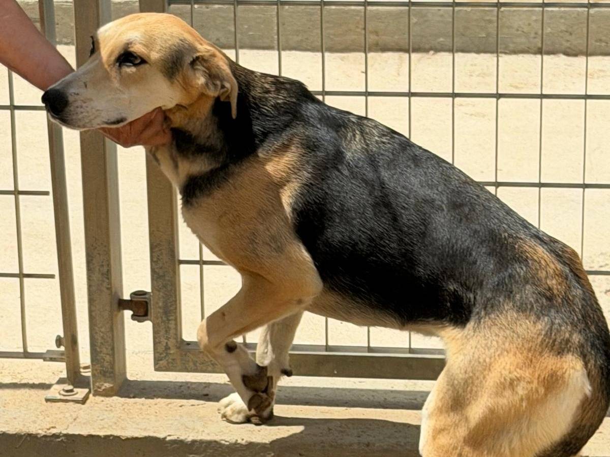 Vuoi adottare un cane a Sassari?