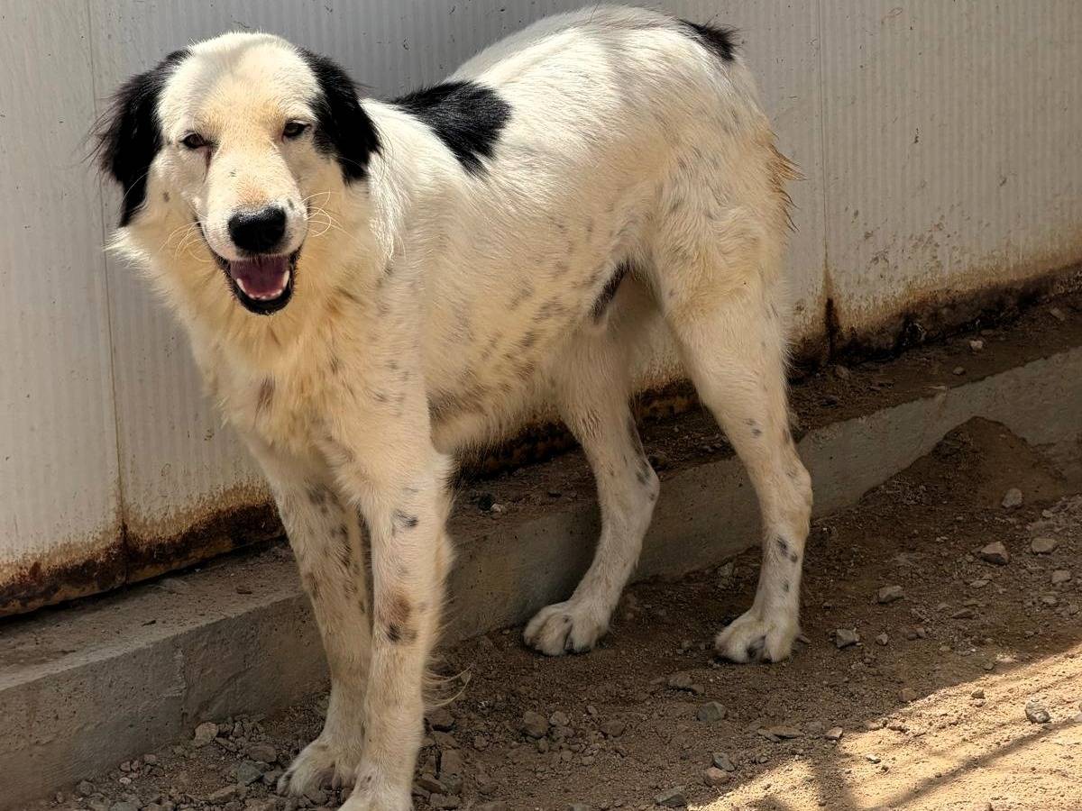 Adozione cane, maschio, Razza sconosciuta Razza sconosciuta, 3 anni e 1 mese, taglia grande, Sassari