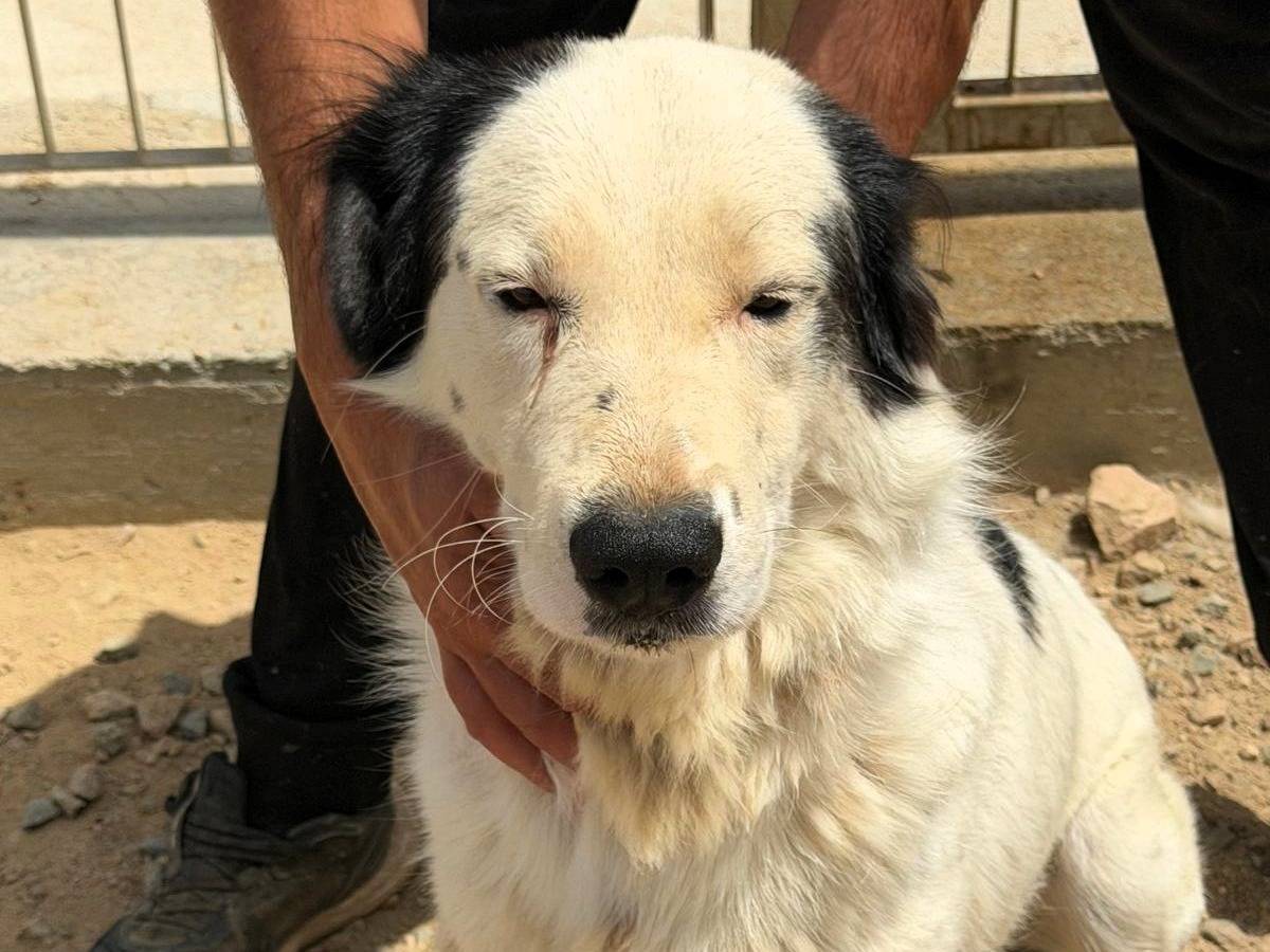 Adotta un cane, taglia grande, maschio, Sassari