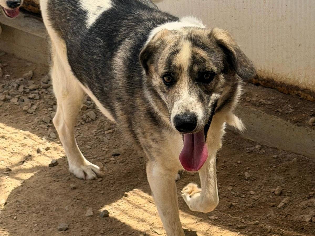 Adozione cane, maschio, Razza sconosciuta Razza sconosciuta, 2 anni e 4 mesi, taglia grande, Sassari