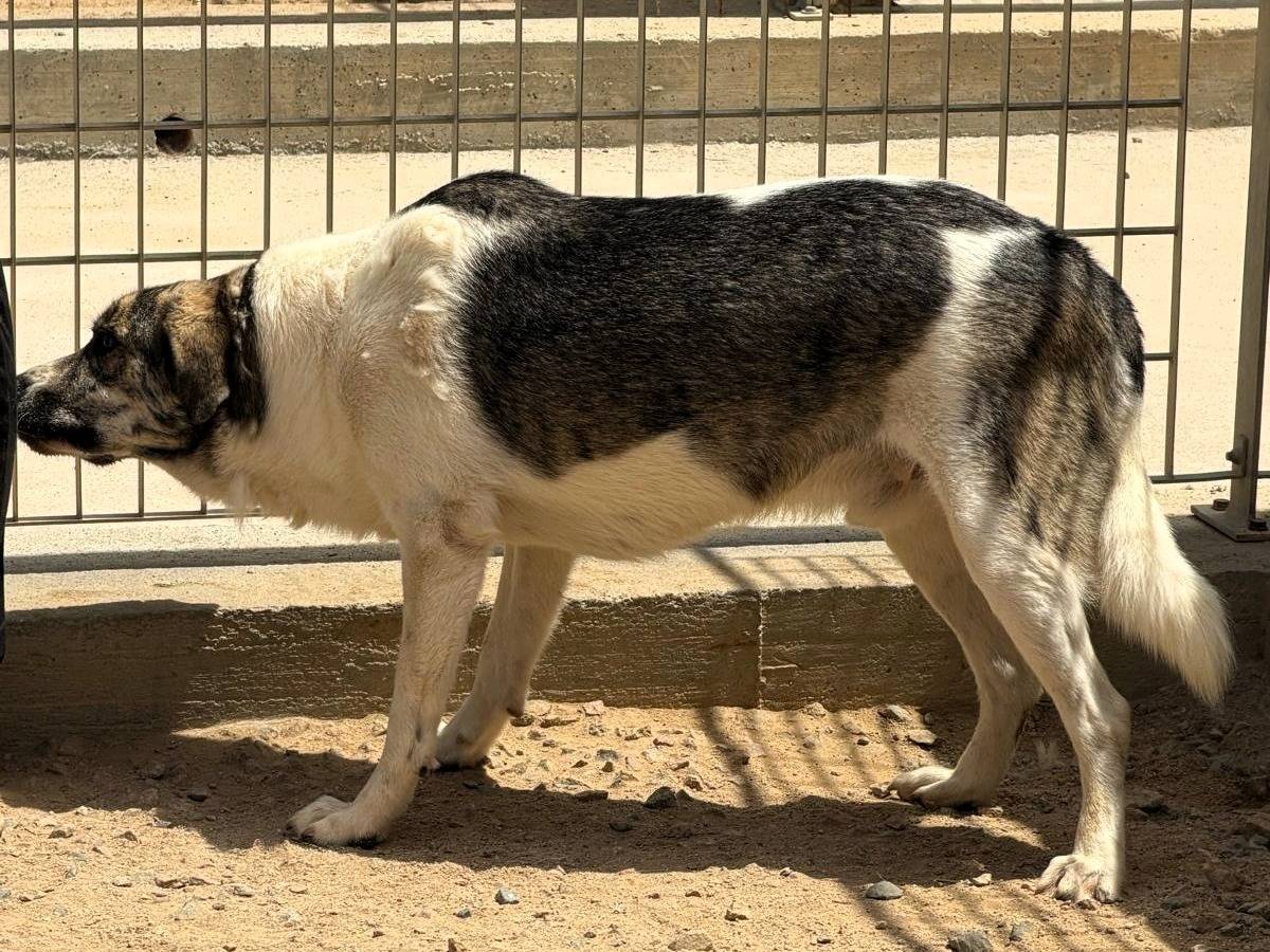 Adotta un cane, maschio, 2 anni e 4 mesi, Sassari