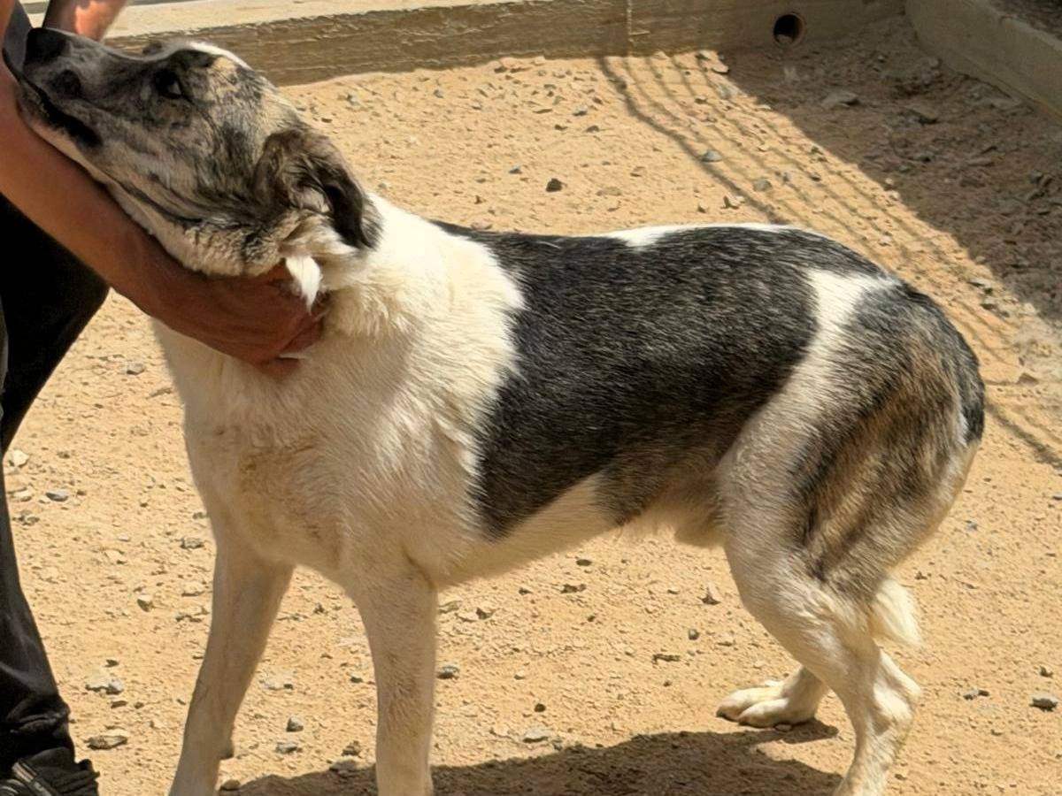 Adotta un cane, taglia grande, maschio, Sassari