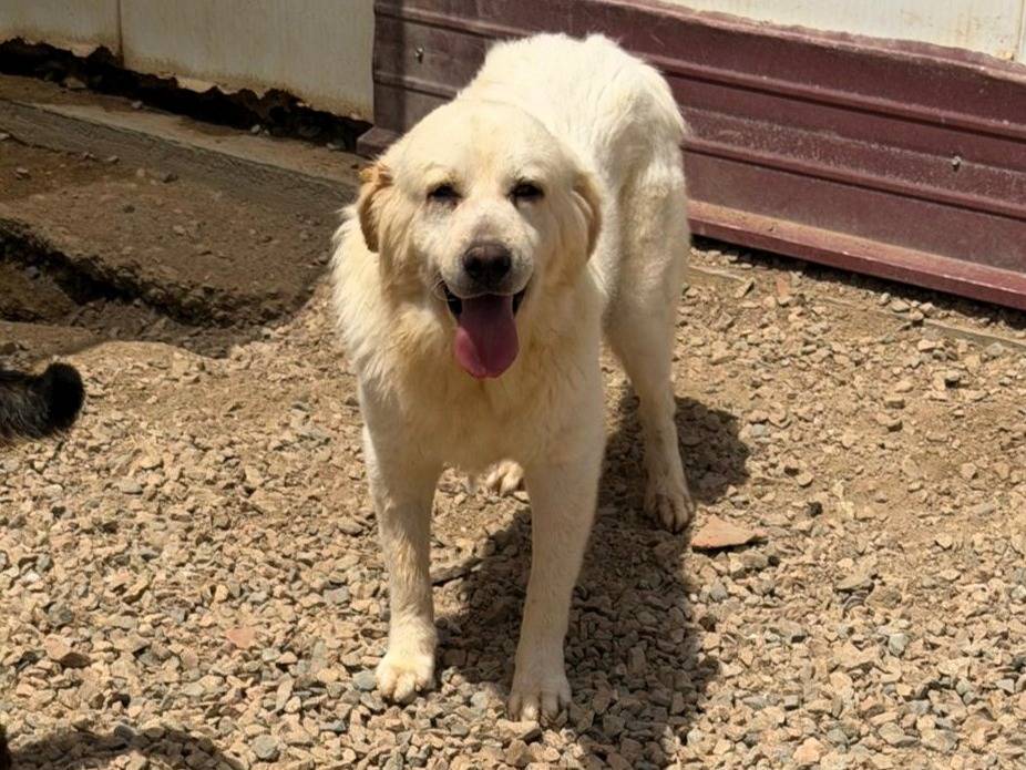 Adozione cane, maschio, Razza sconosciuta Razza sconosciuta, 2 anni e 11 mesi, taglia grande, Sassari