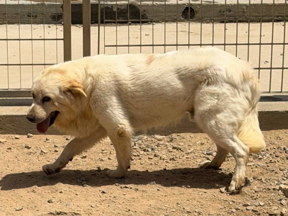 Adotta un cane, maschio, 2 anni e 11 mesi, Sassari