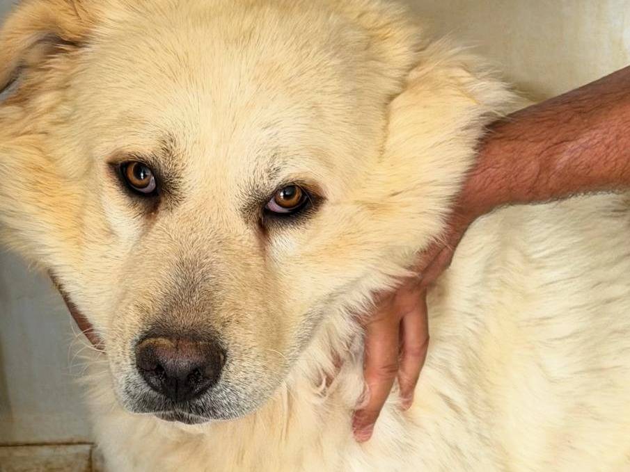 Adotta un cane, taglia grande, maschio, Sassari