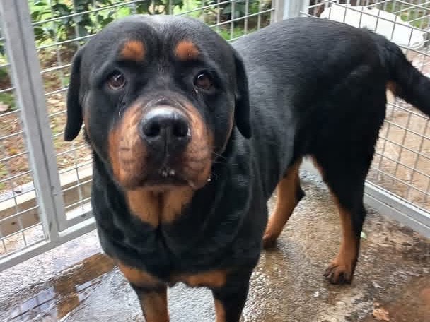 Adozione cane, femmina, Rottweiler Razza sconosciuta, 7 anni e 10 mesi, taglia grande, Viterbo