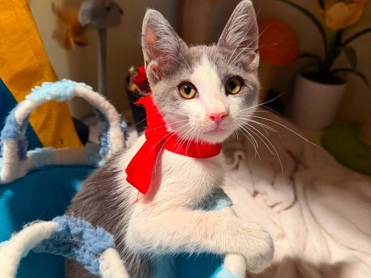 Adozione gatto, maschio, Razza sconosciuta Razza sconosciuta, 1 anno e 3 mesi, taglia non valida, Latina