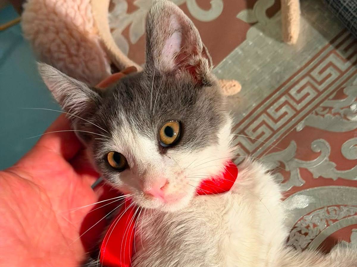 Adotta un gatto, maschio, 1 anno e 3 mesi, Latina