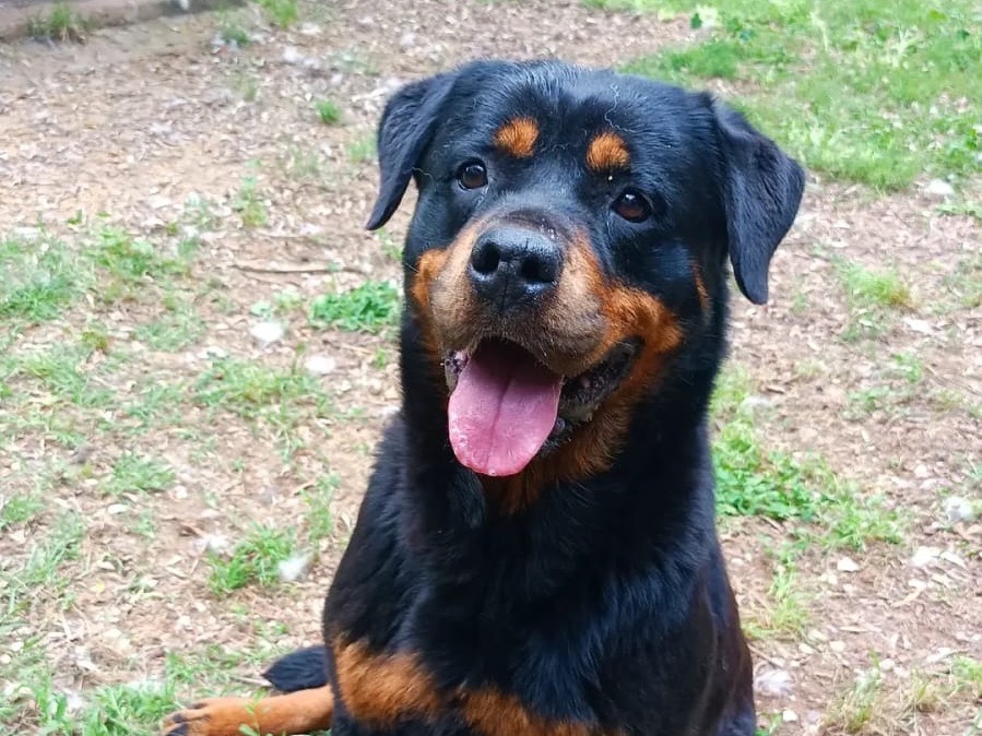 Adotta un cane, femmina, 7 anni e 10 mesi, Viterbo