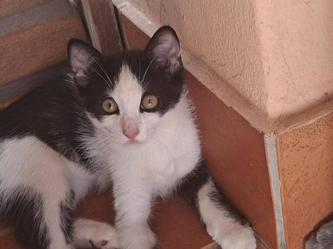 Adozione gatto, femmina, Razza sconosciuta Razza sconosciuta, 3 mesi, taglia non valida, Latina