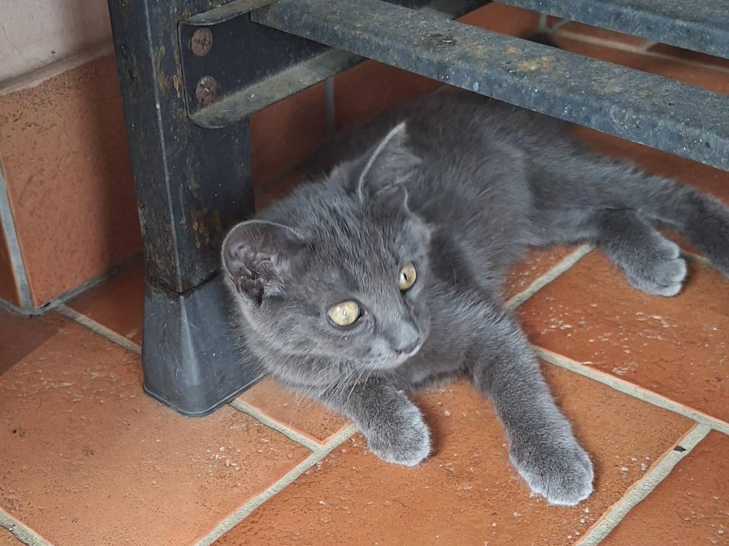 Adozione gatto, maschio, Certosino  Razza sconosciuta, 3 mesi, taglia non valida, Latina