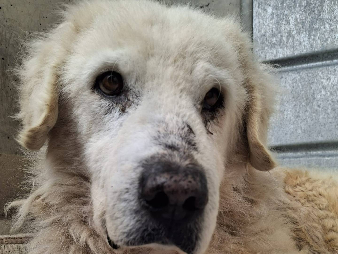 Adozione cane, maschio, Pastore maremmano Razza sconosciuta, 2 anni e 3 mesi, taglia grande, Roma
