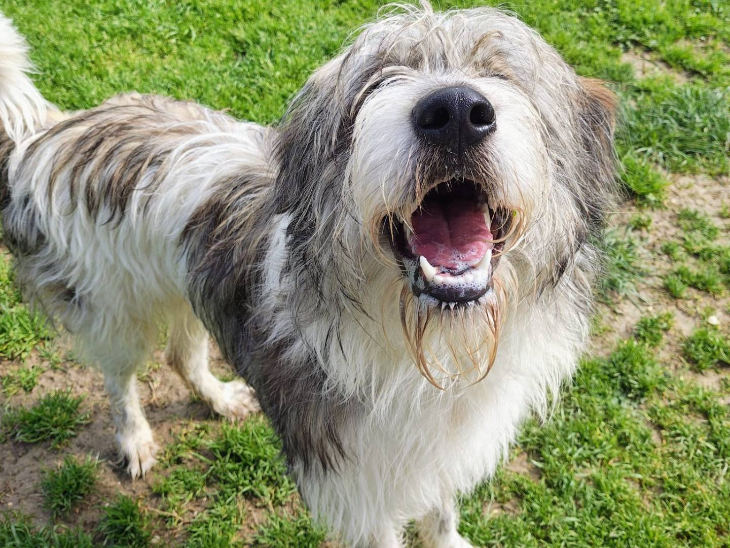 Adozione cane, maschio, Spinone Razza sconosciuta, 2 anni e 4 mesi, taglia gigante, Roma