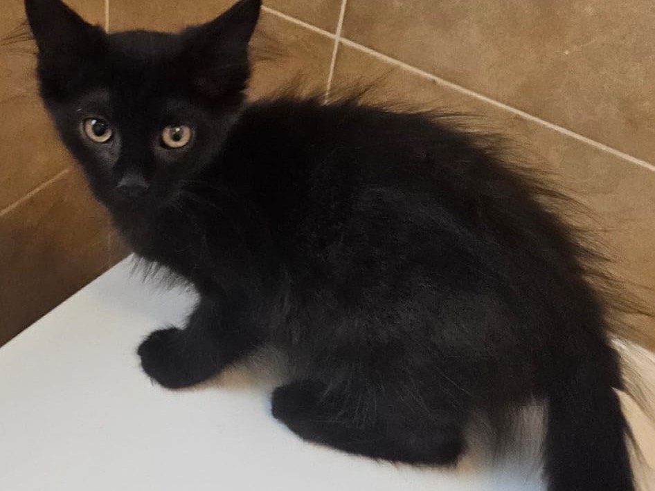 Adozione gatto, femmina, Razza sconosciuta Razza sconosciuta, 3 mesi, taglia non valida, Chieti