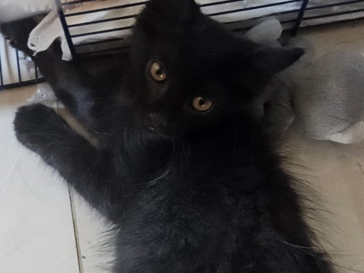 Adotta un gatto, femmina, 3 mesi, Chieti