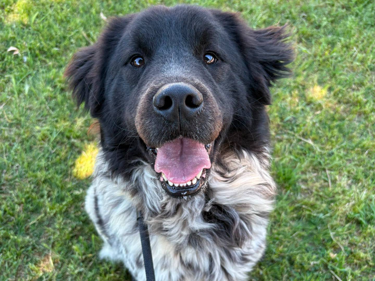Adozione cane, maschio, Razza sconosciuta Razza sconosciuta, 2 anni e 6 mesi, taglia media, Roma