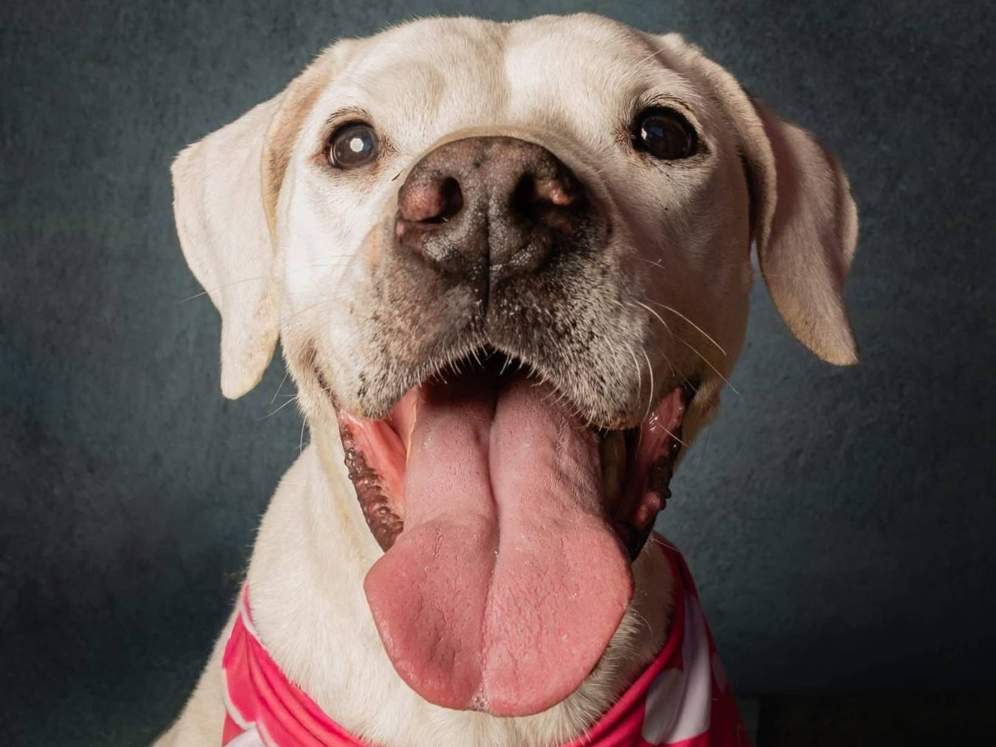 Adozione cane, femmina, Dogo Argentino Pitbull, 9 anni e 8 mesi, taglia media, Roma