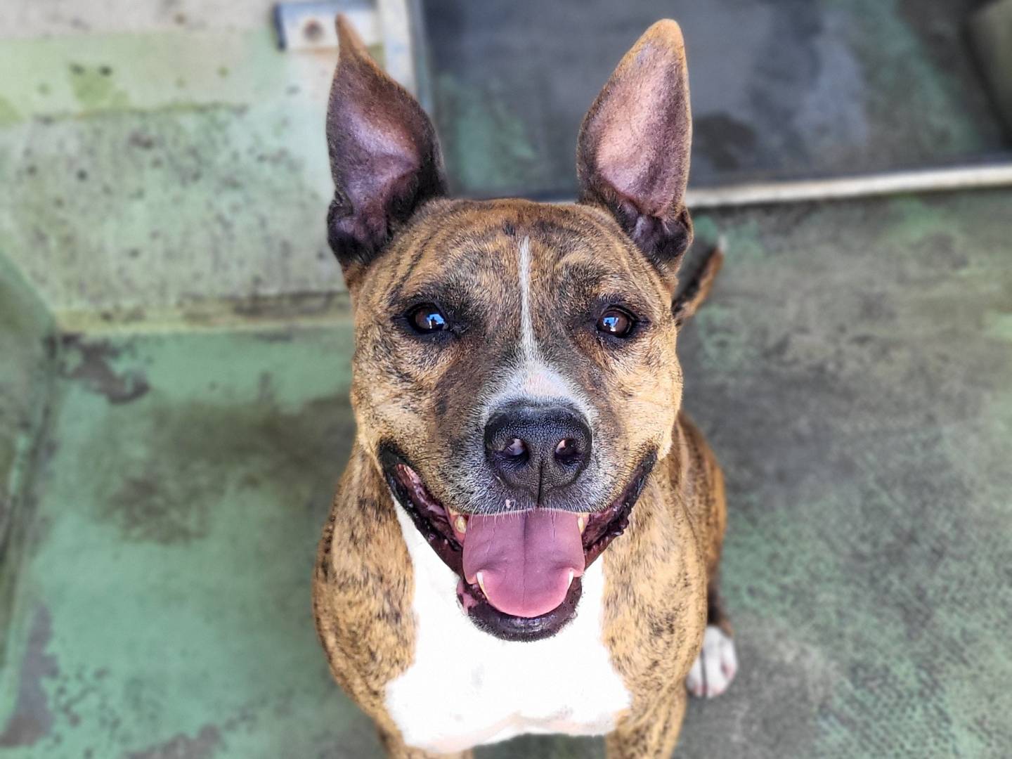 Adozione cane, maschio, Pitbull Razza sconosciuta, 4 anni e 3 mesi, taglia media, Roma
