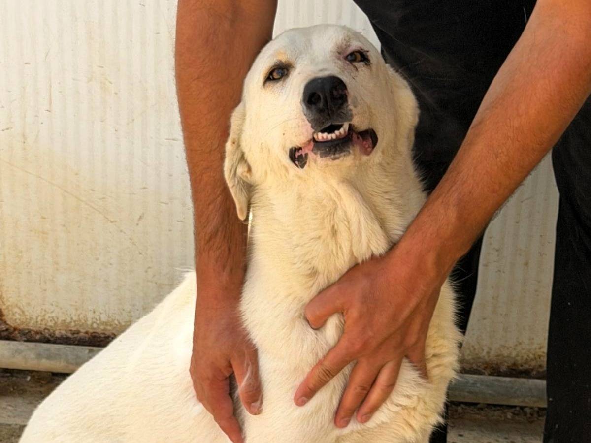 Adotta un cane, taglia media, femmina, Sassari