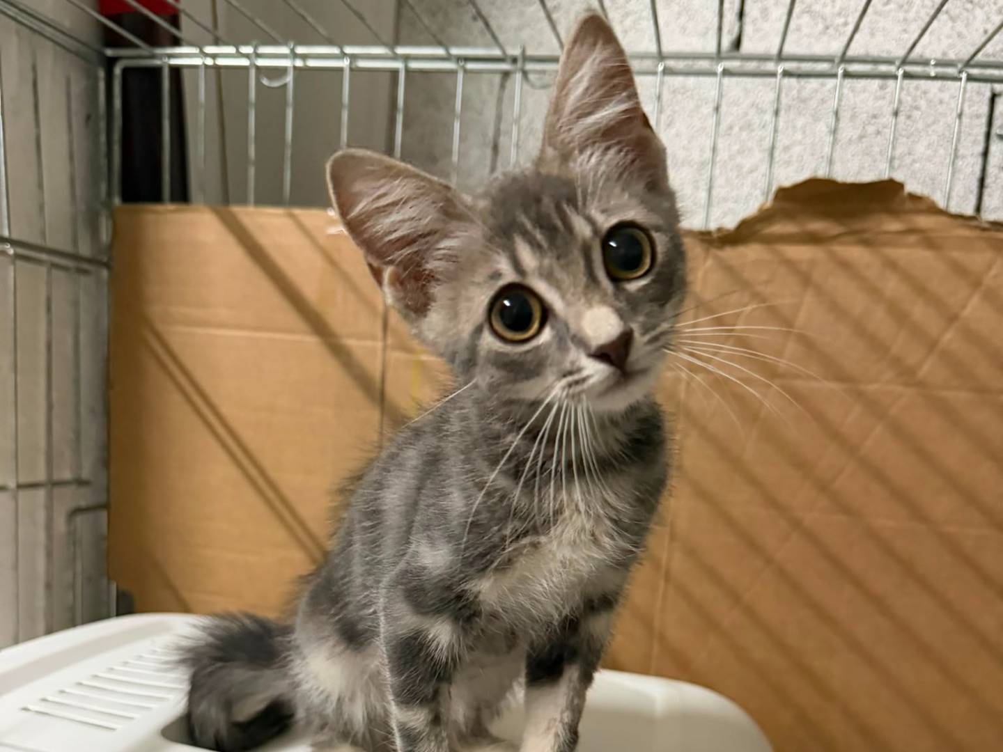 Adozione gatto, maschio, Razza sconosciuta Razza sconosciuta, 2 mesi, taglia non valida, Caserta