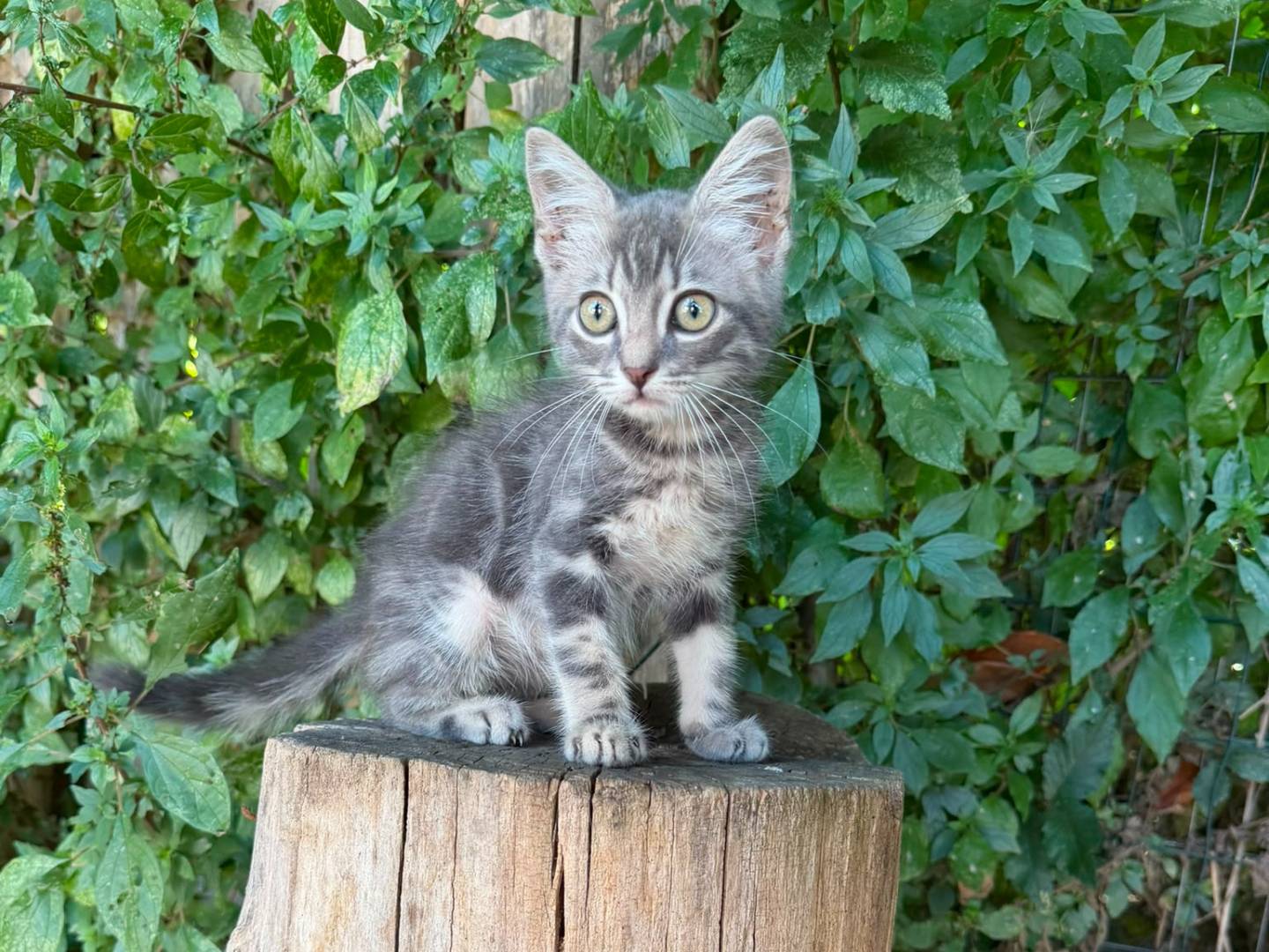 Adotta un gatto, taglia non valida, maschio, Caserta
