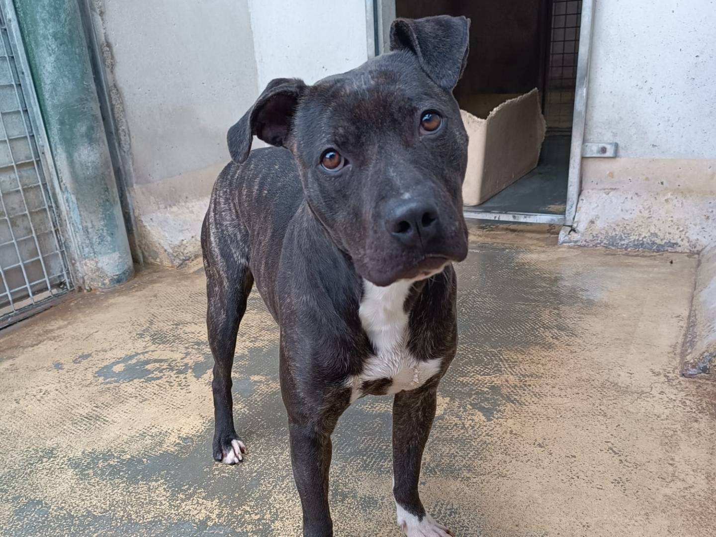 Adozione cane, femmina, Razza sconosciuta Razza sconosciuta, 3 anni e 4 mesi, taglia media, Roma