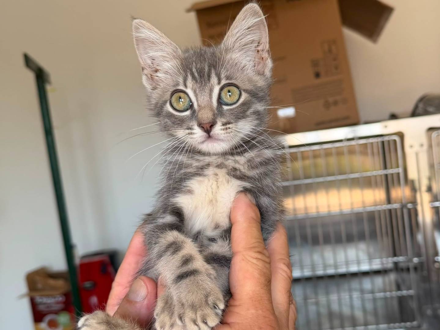 Vuoi adottare un gatto a Caserta?