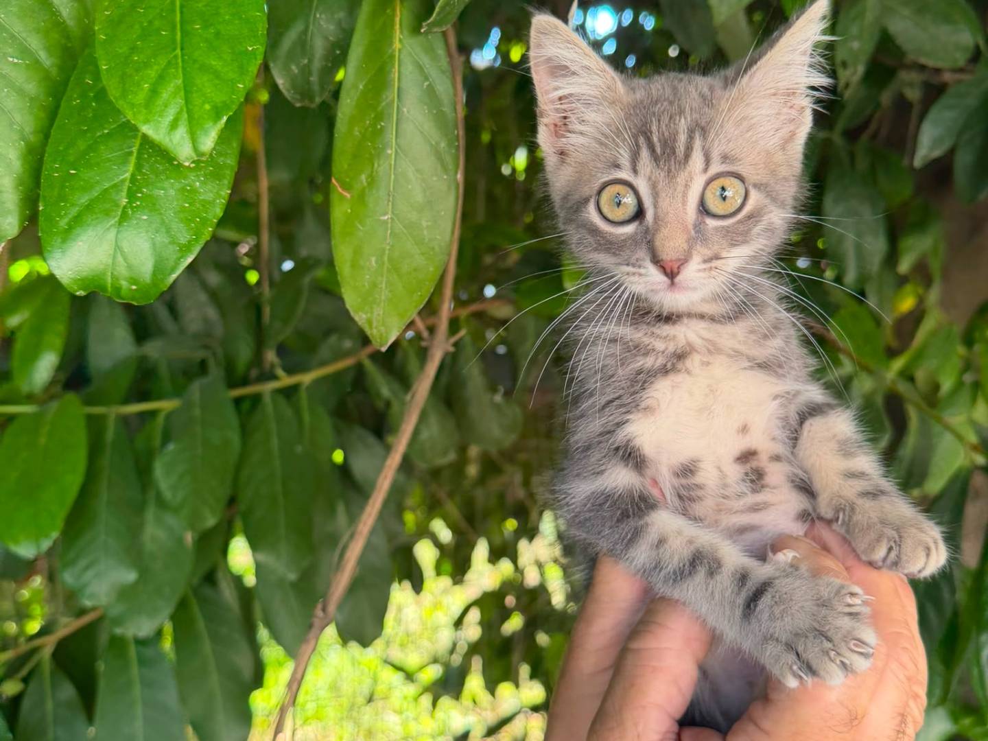 Adotta il gatto PRINCIPE a Caserta