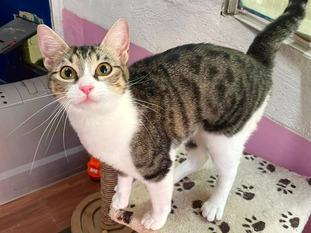 Adozione gatto, femmina, Razza sconosciuta Razza sconosciuta, 1 anno e 4 mesi, taglia non valida, Milano