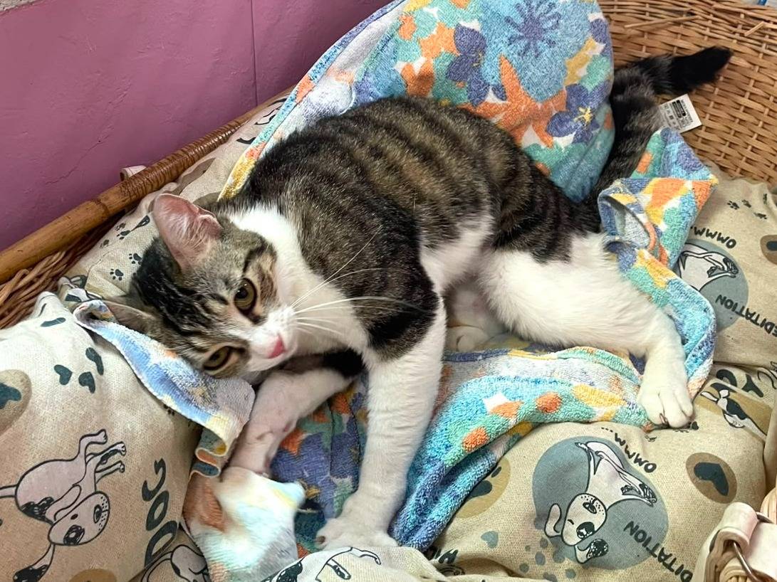 Adotta un gatto, femmina, 1 anno e 4 mesi, Milano