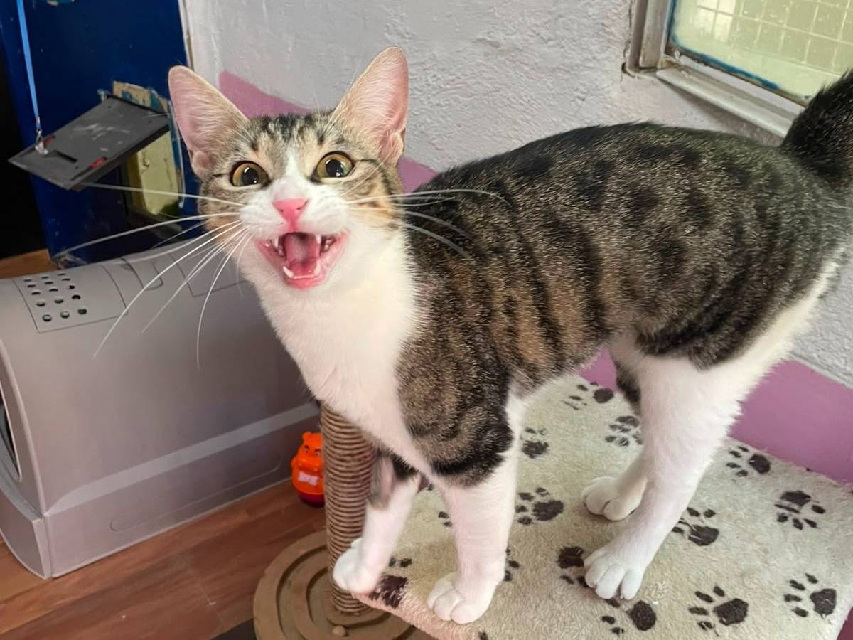 Adotta un gatto, taglia non valida, femmina, Milano