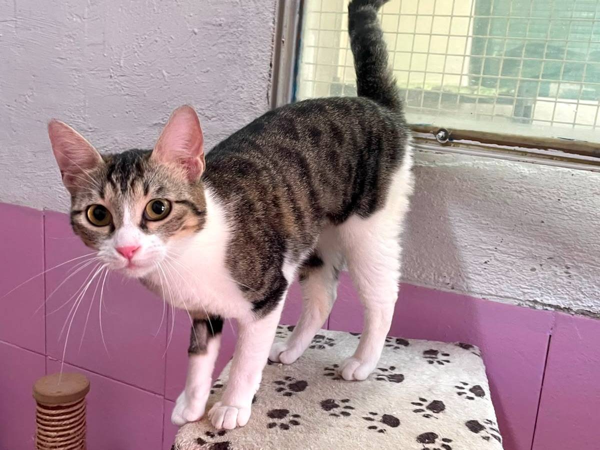 Vuoi adottare un gatto a Milano?