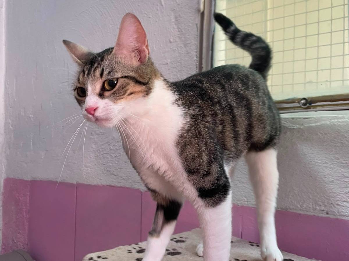 Adotta il gatto Mia a Milano