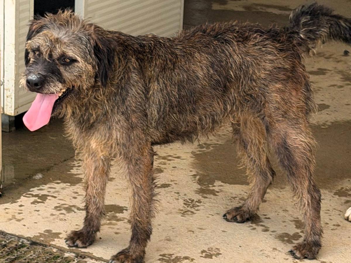 Adozione cane, femmina, Razza sconosciuta Razza sconosciuta, 3 anni, taglia media, Sassari