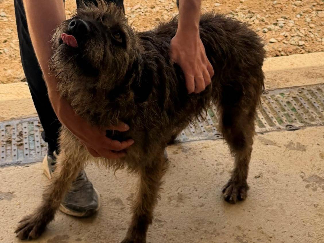 Adotta un cane, femmina, 3 anni, Sassari