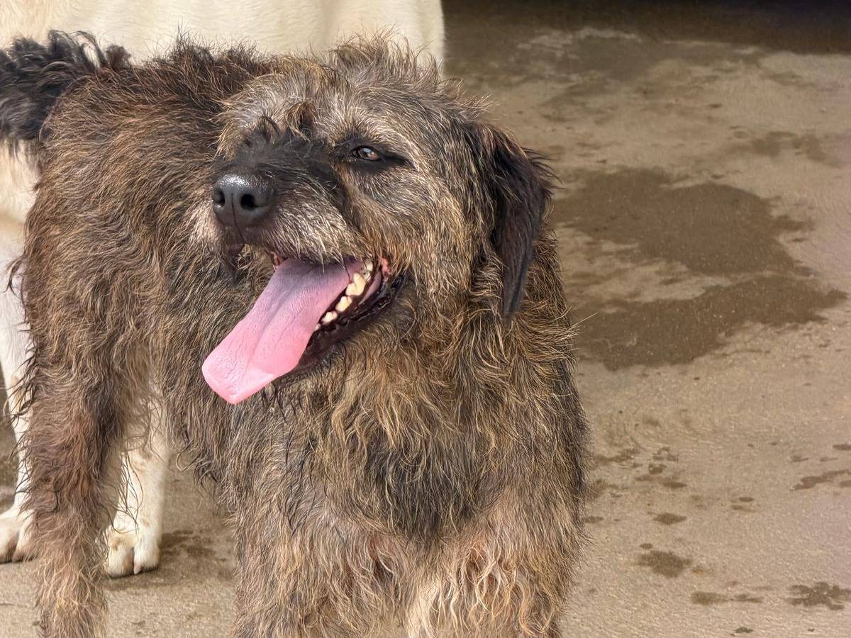 Adotta un cane, taglia media, femmina, Sassari