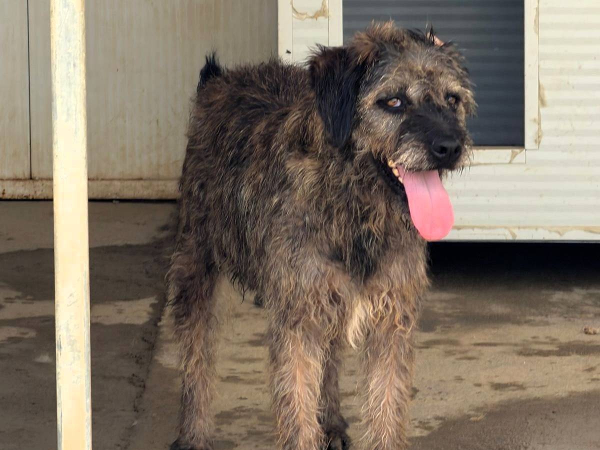 Vuoi adottare un cane a Sassari?